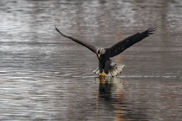 Águila Calva Haliaeetus Leucocephalus Volando Sobre Río Támesis Norwich Connecticut —  Fotos de Stock