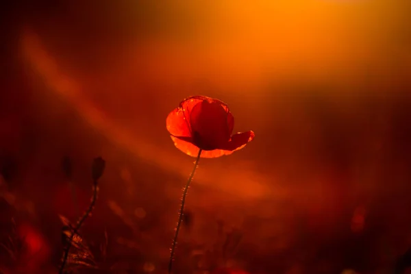 Eine Schöne Blume Garten — Stockfoto