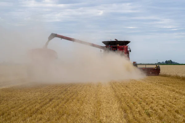 Een Landbouwoogstmachine Die Oogst Het Tarweveld — Stockfoto