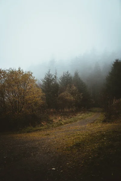 Мальовничий Портрет Дороги Оточеної Деревами Туманному Лісі — стокове фото