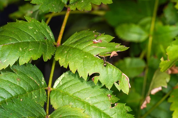 Ant Green Leaf Blurred Background Gar — Stock Photo, Image