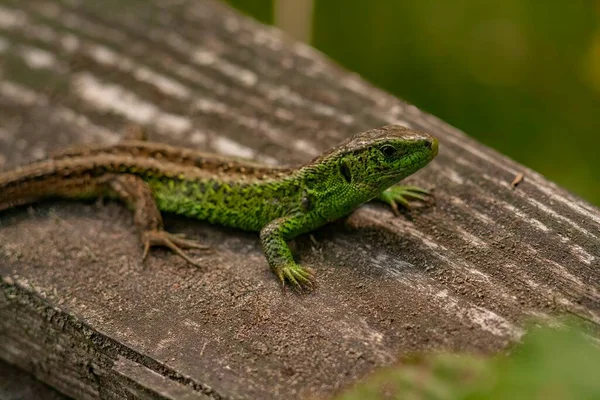 Close Lagarto Areia Macho Lacerta Agilis Foco Superficial — Fotografia de Stock