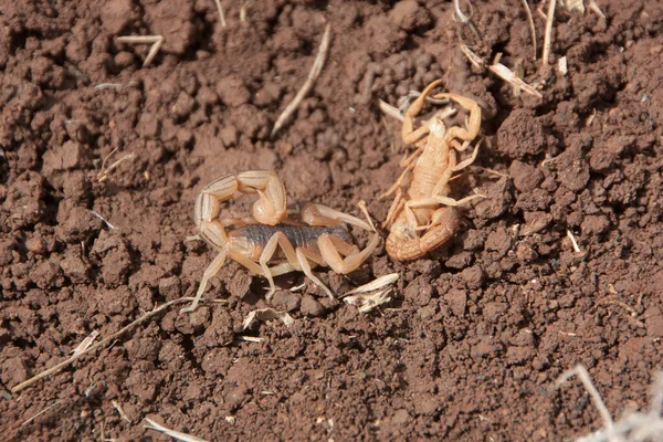 Macro Shot Indian Red Scorpions Lying Brown Rocky Ground — Stock Photo, Image