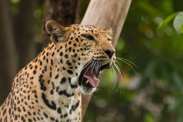 Gros Plan Léopard Dans Zoo Korat Thaïlande — Photo