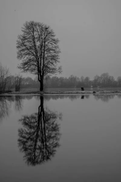 Vertikal Gråskala Skott Det Bladlösa Trädet Stranden Reflekterar Vattenytan — Stockfoto