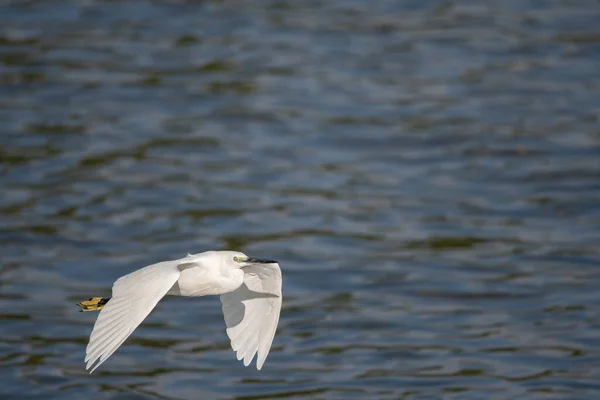 Closeup Great Egret Flying Blue Sea Background — Stock Photo, Image