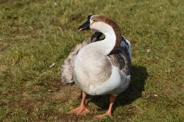 Een Bovenaanzicht Van Tamme Gans Probeert Jeuken Zijn Rug Een — Stockfoto