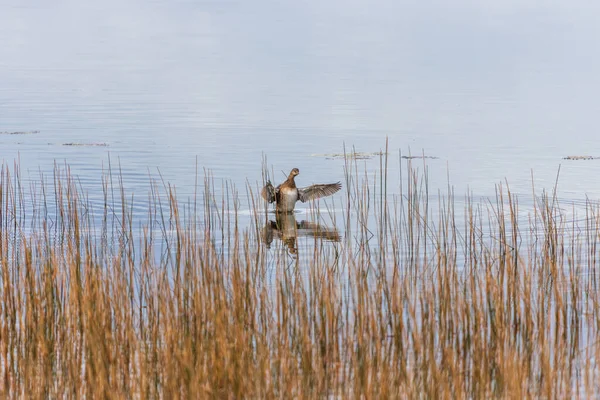 晴れた日には湖の中に座っている野生のアヒルの景色が翼を振っている — ストック写真