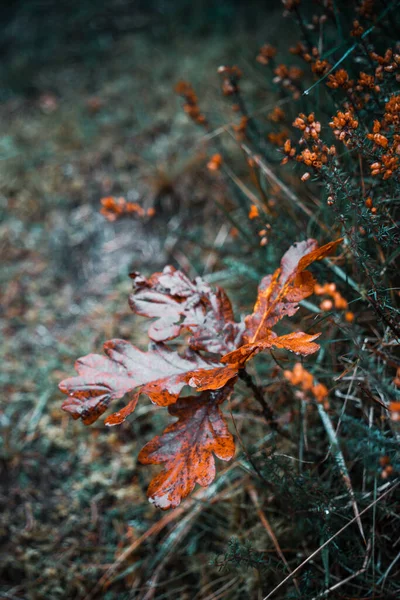 Focalizare Selectivă Unei Frunze Portocalii Lângă Pământ Într Parc — Fotografie, imagine de stoc