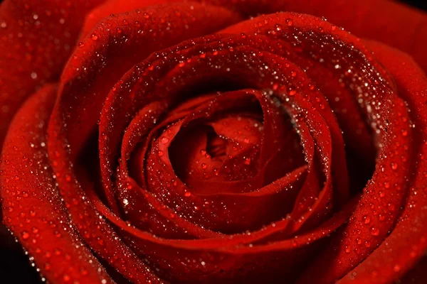 Tiro Close Uma Rosa Vermelha Com Gotas Chuva — Fotografia de Stock