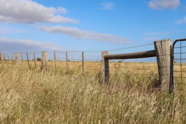Ormanın ortasında güzel bir çitin yakın plan çekimi.