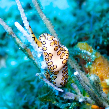 Bir flamingo dil salyangozunun (Cyphoma gibbosum) su altındaki mercanlar üzerindeki makro çekimi.