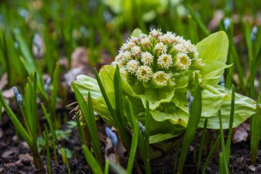 Petasite japonicus, Butbur, dev Butbur, Great Butbur, Sweet Colts Foot 'un yakın çekimi..