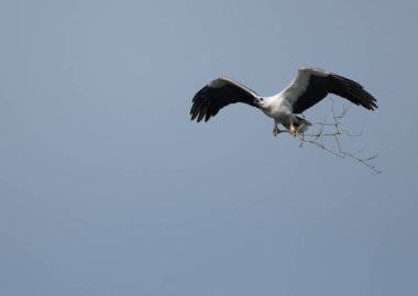Bulutsuz mavi bir arka planla uçan bir deniz kartalının yakın çekimi.