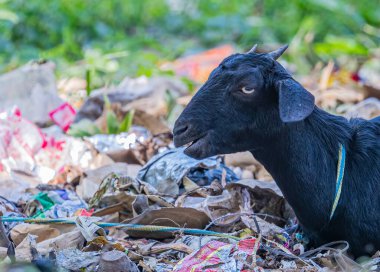 Keçi, yemekten sonra gözünü kapat.