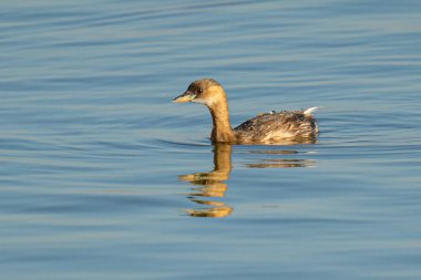Gölde süzülen yağın seçici odak noktası.