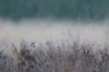 Bulutlu bir günde sık bir keten kuşu