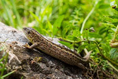 Ormandaki bir kayanın üzerinde bir kertenkele