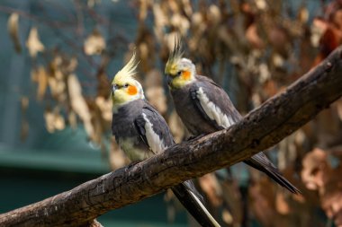 Bir çift Cockatiel kuşu bir ağaç dalına tünemiş.