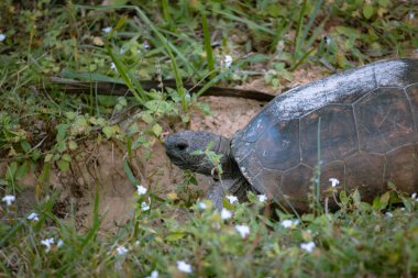 Bir tarlada kahverengi bir kaplumbağanın yakın çekimi.
