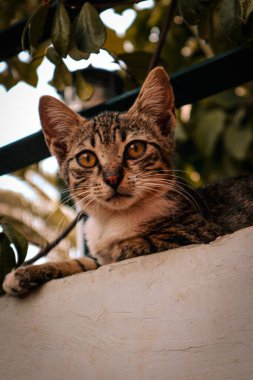 Beton bir yüzeyde oturan çizgili bir kedinin dikey görüntüsü.