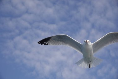 Mavi gökyüzünde uçan Akdeniz martıları