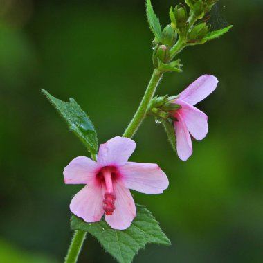 Bahçede seçici bir idrar çiçeği