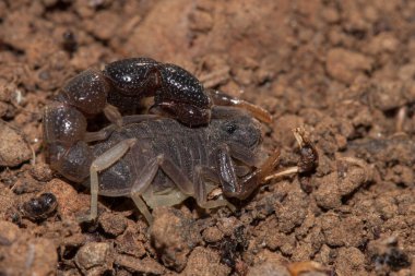 A macro shot of Orthochirus bicolor scorpion lying on the brown rocky ground clipart