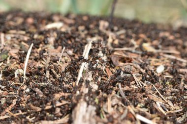 Karınca grubunun yakın çekimi.