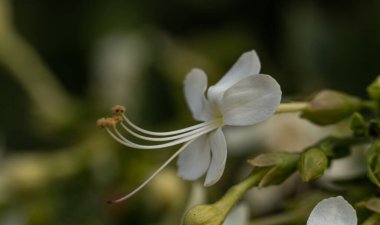Bulanık bir arkaplanda bir Clerodendrum yakın çekim