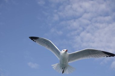 Mavi gökyüzünde uçan Akdeniz martıları