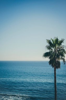 Güneşli bir günde mavi gökyüzünün altında Malibu sahilinde bir palmiye ağacının dikey görüntüsü.