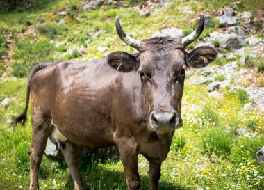 Çiftlikteki ineğin yakın çekimi.