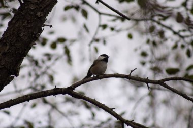 Bir ağaç dalında siyah bir tavuğun görüntüsü.