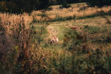 Sonbahar ormanındaki güzel bir tilkinin manzarası.