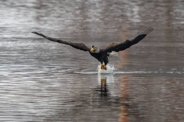 Norwich, Connecticut 'taki Thames Nehri üzerinde uçan kel bir kartal (haliaeetus leucocephalus)