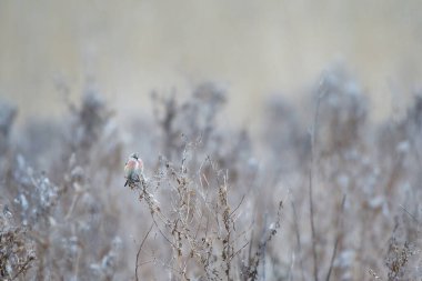 Bulutlu bir günde sık bir keten kuşu