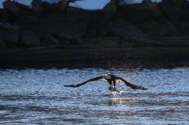 Norwich, Connecticut 'ta Thames Nehri' nin üzerinde uçan kel bir kartal yakalamış.