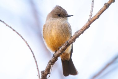 Sibiryalı Jay 'in yakın plan fotoğrafı.