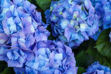 Bahçede çiçek açan güzel bir ortancanın yakın plan fotoğrafı.