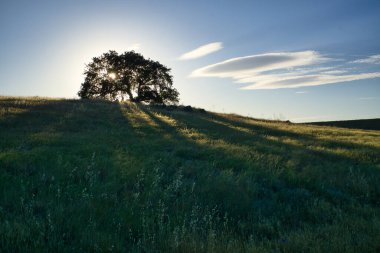 Gün batımında çimenli bir tepenin tepesinde bir ağaç