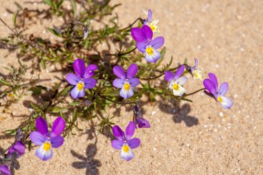 Güzel bir çiçeğin yakından çekimi.