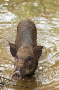 Korat Hayvanat Bahçesi, Tayland 'da geniş açılı bir vahşi domuz görüntüsü.