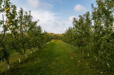 Wisconsin, ABD 'deki Door County' de bir tarlada elma ağaçları ve düşmüş sarı elmalar.