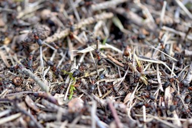 Karınca grubunun yakın çekimi.
