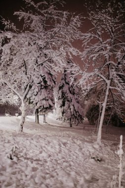 Geceleri karla kaplı bir bahçenin dikey görüntüsü.
