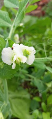 Pisum bitkisinin çiçeklerinin dikey yakın çekimi.