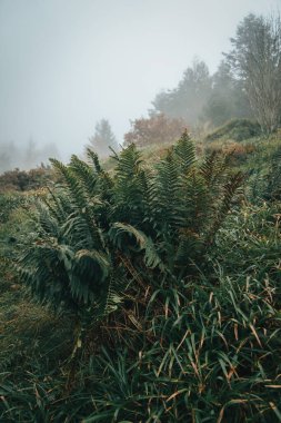 Kuzey İrlanda, Rostrevor 'da sisli bir günde, çim tarlasında yeşil bitkilerin kapatılması