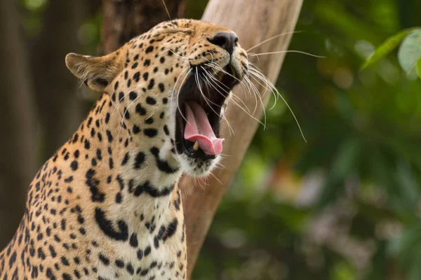 Primer Plano Leopardo Zoológico Korat Tailandia — Foto de Stock