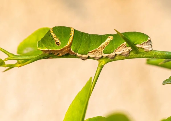 Ulat Tahap Akhir Dari Lime Butterfly Pada Tanaman Kapur — Stok Foto